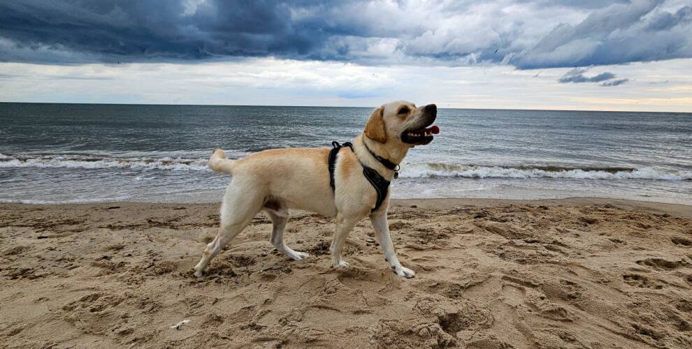 Hund am Blåvand Strand